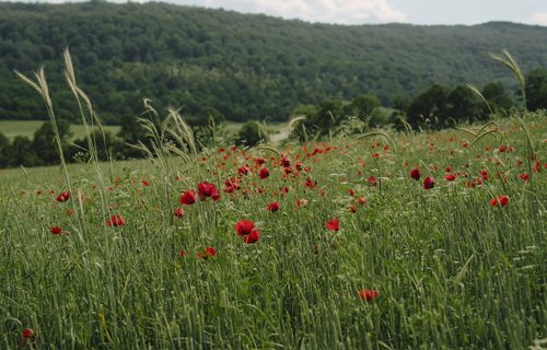 Poppy fields, Armenian Highlands