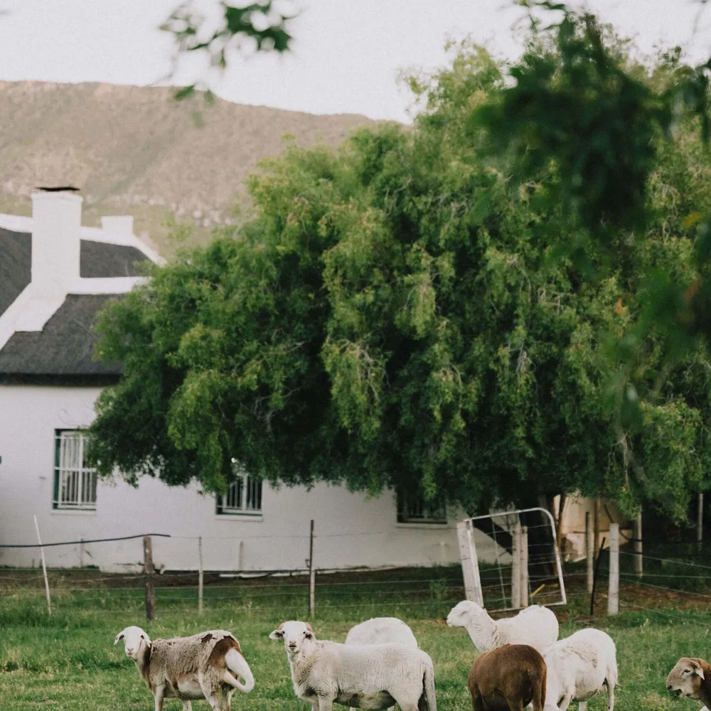Sheep on the farm near Prince Albert in the Klein Karoo