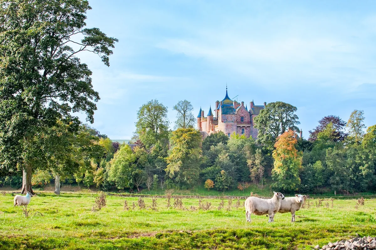 Sheep in front of Thirlestene Castle, Scottish Borders, Scotland, UK