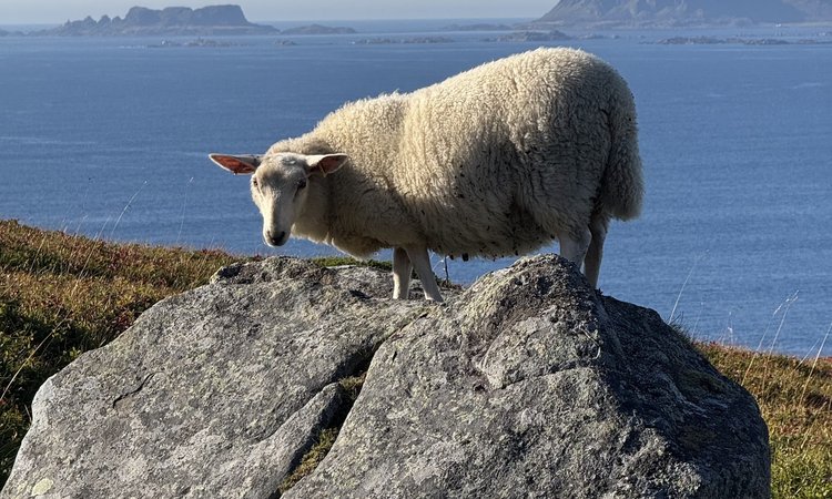 Sheep on rock in front of ocean