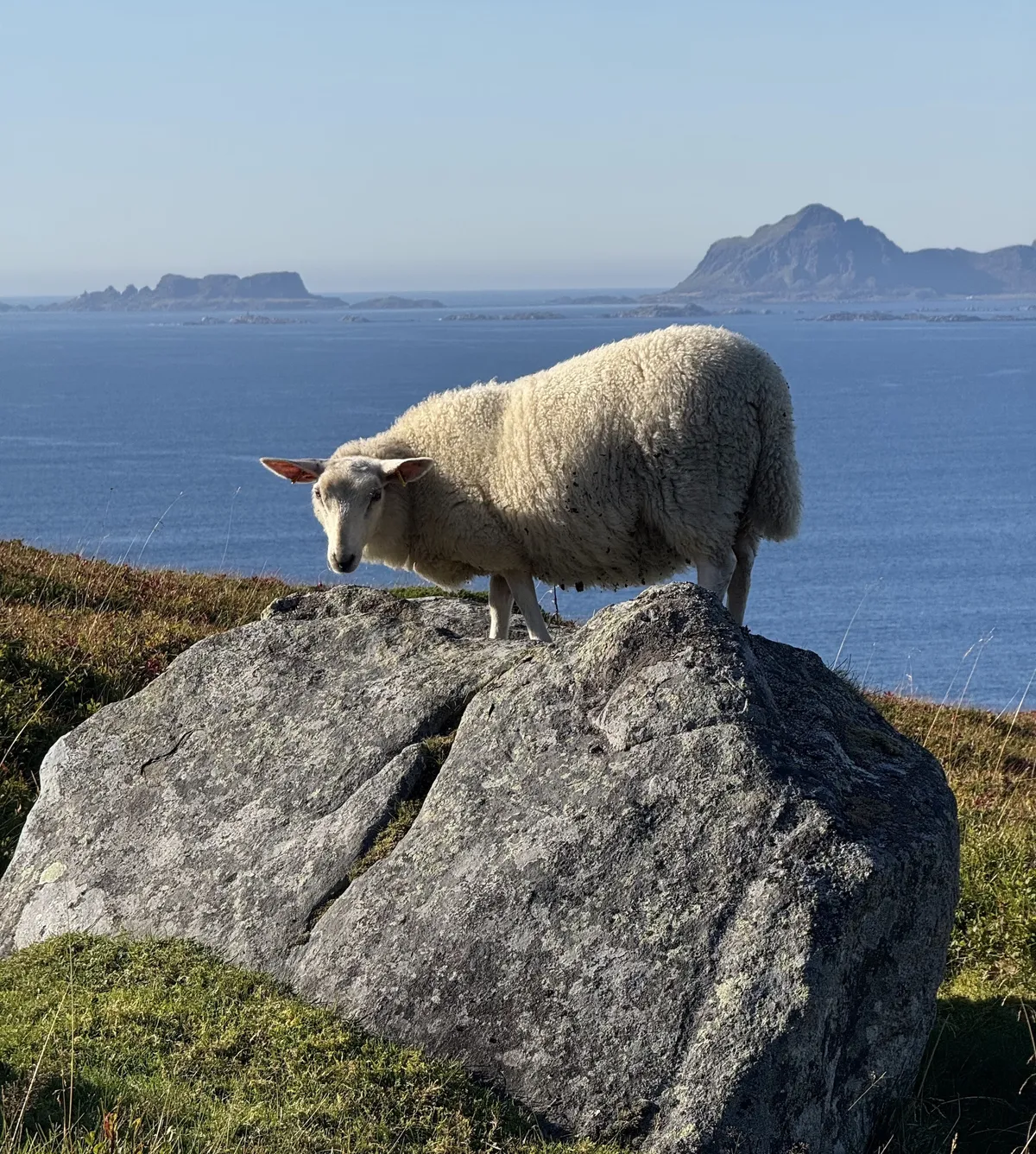 Sheep on rock in front of ocean