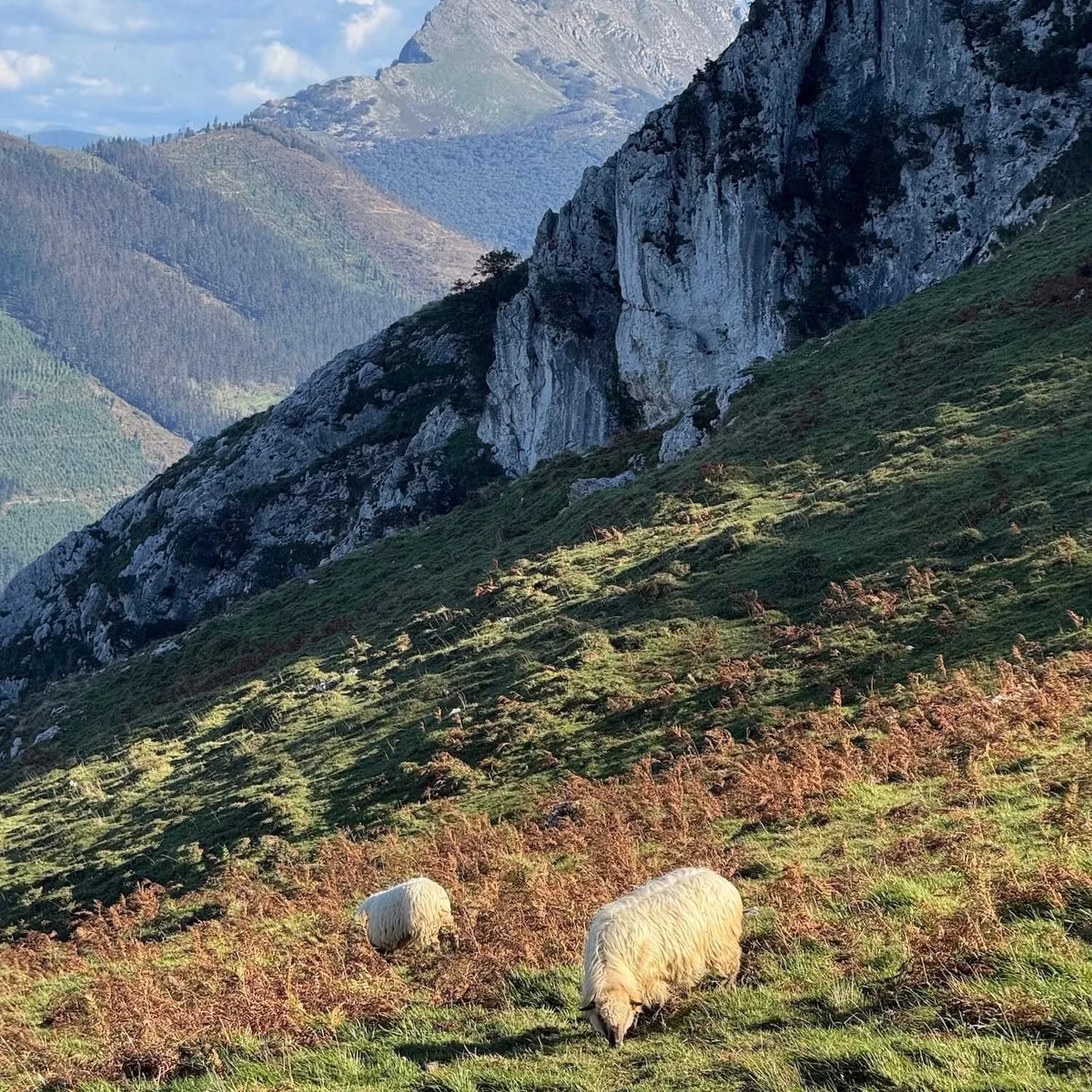Sheep on the mountains above Axpe