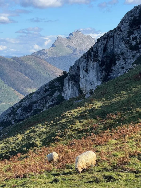 Sheep on the mountains above Axpe