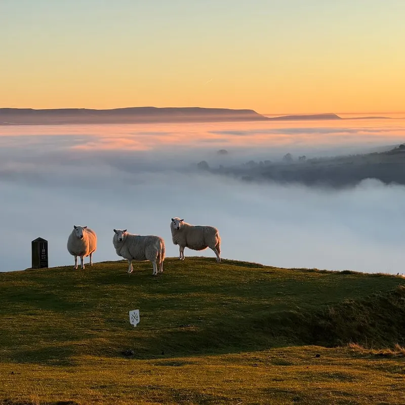 Sheet on hill at sunset, White Heron Estate, Herefordshire, UK