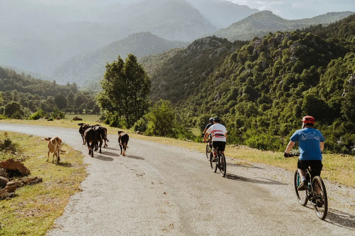 Slow-Cyclists-riding-past-cows-in-Taurus-Mountains-Turkey