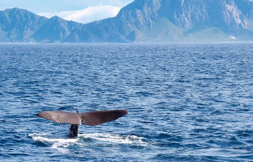 Sperm Whale flukes in ocean, Vesteralen, Norway