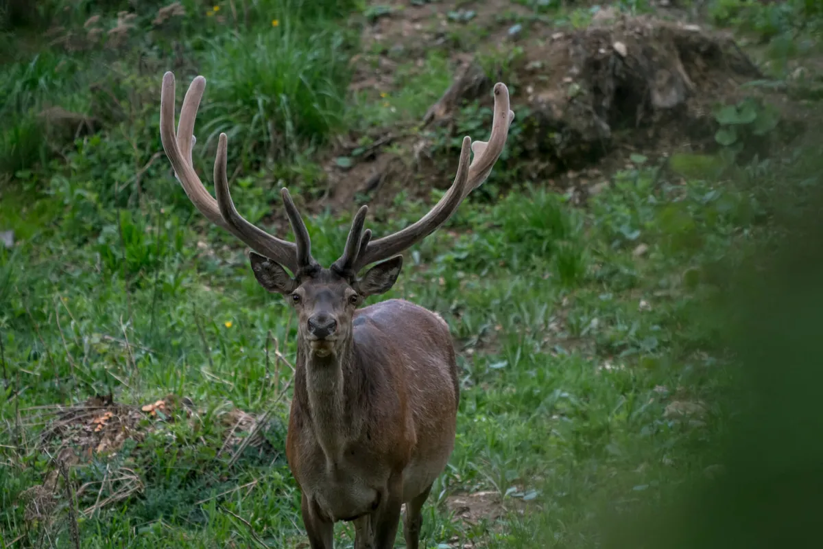 Stag in Carpathian Mountains Romania