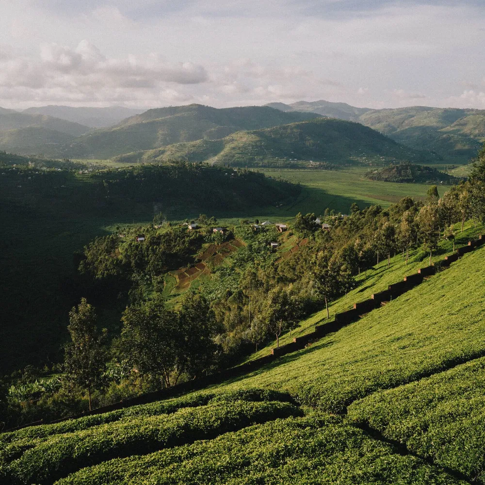 Tea fields in Rwanda as seen on a Slow Cyclist journey
