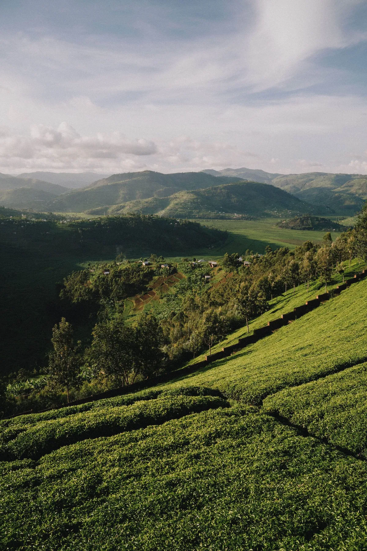 Tea fields in Rwanda as seen on a Slow Cyclist journey