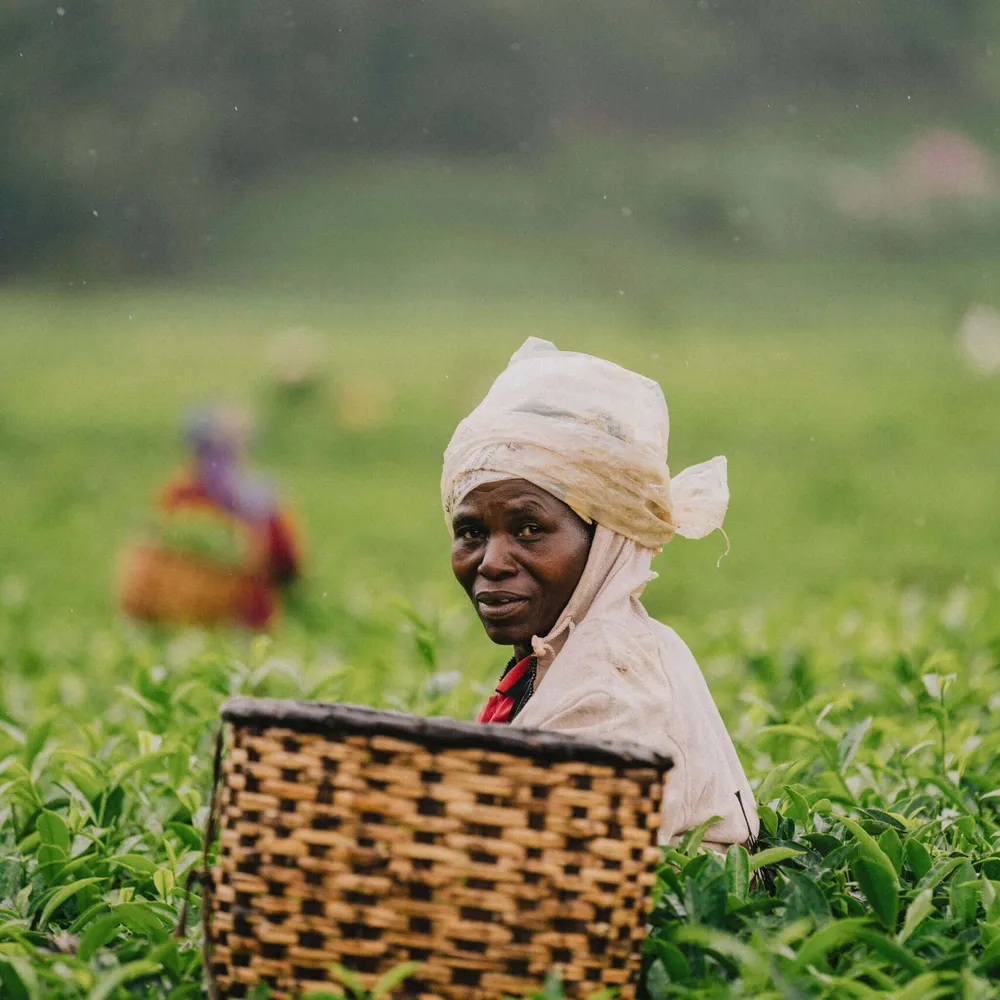 A woman tea picking in the fields of Rwanda