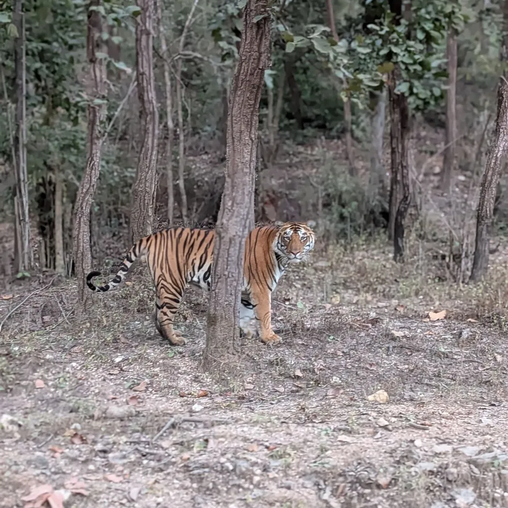 A tiger behind a tree in Kanha National Park, Madhya Pradesh