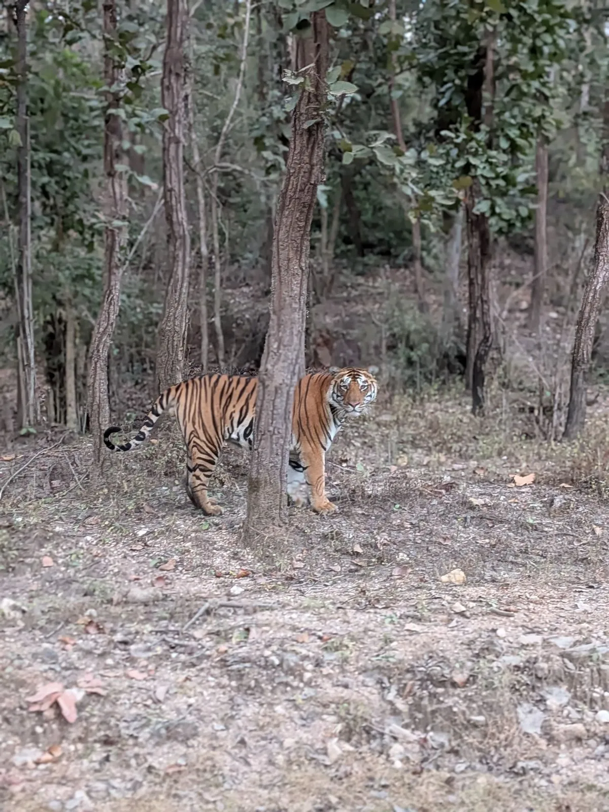 A tiger behind a tree in Kanha National Park, Madhya Pradesh