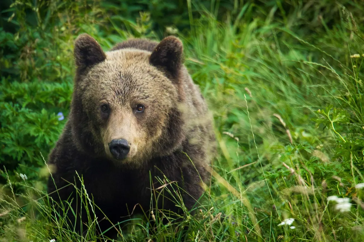 A bear in the Carpathian Mountains