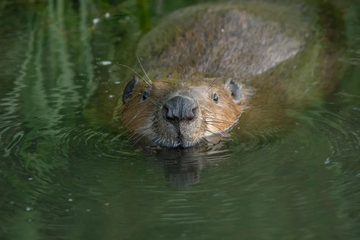 A beaver in the Carpathian Mountains, Romania
