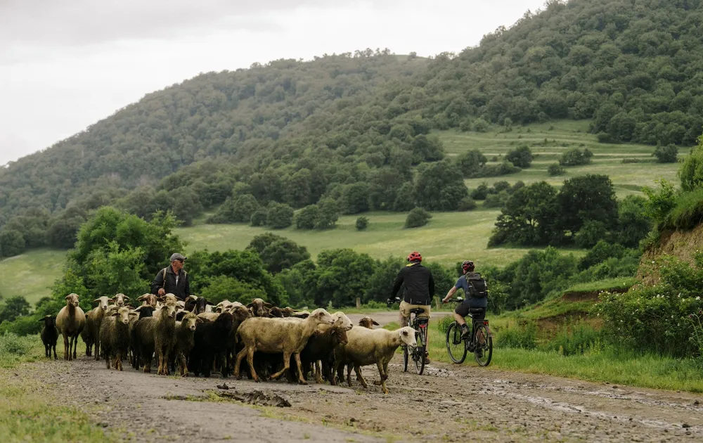Two cyclists pass sheep herders on road, Armenian HIghlands