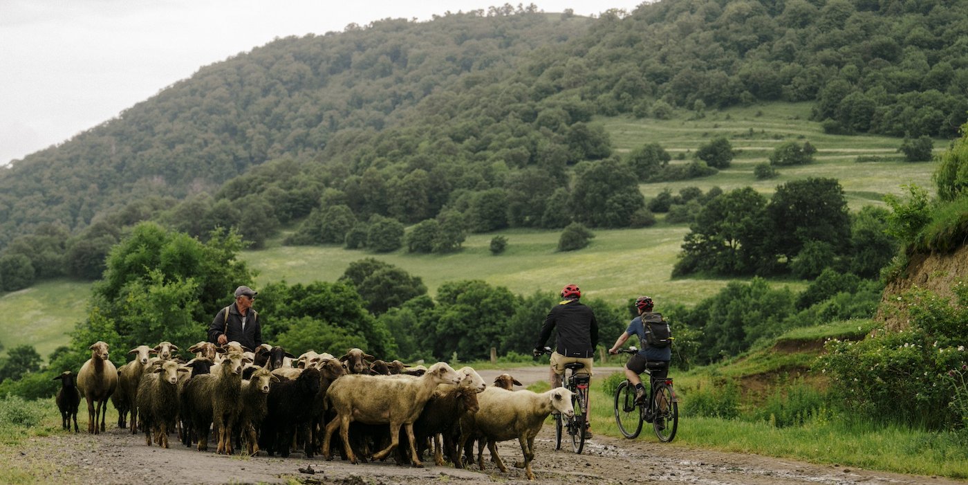 Two cyclists pass sheep herders on road, Armenian HIghlands
