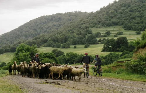Two cyclists pass sheep herders on road, Armenian HIghlands