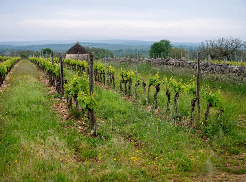 A vineyard near Rocamadour in Quercy, France