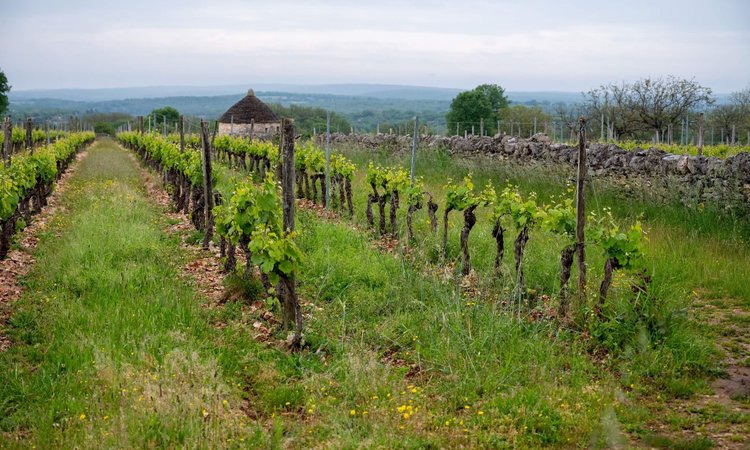 A vineyard near Rocamadour in Quercy, France