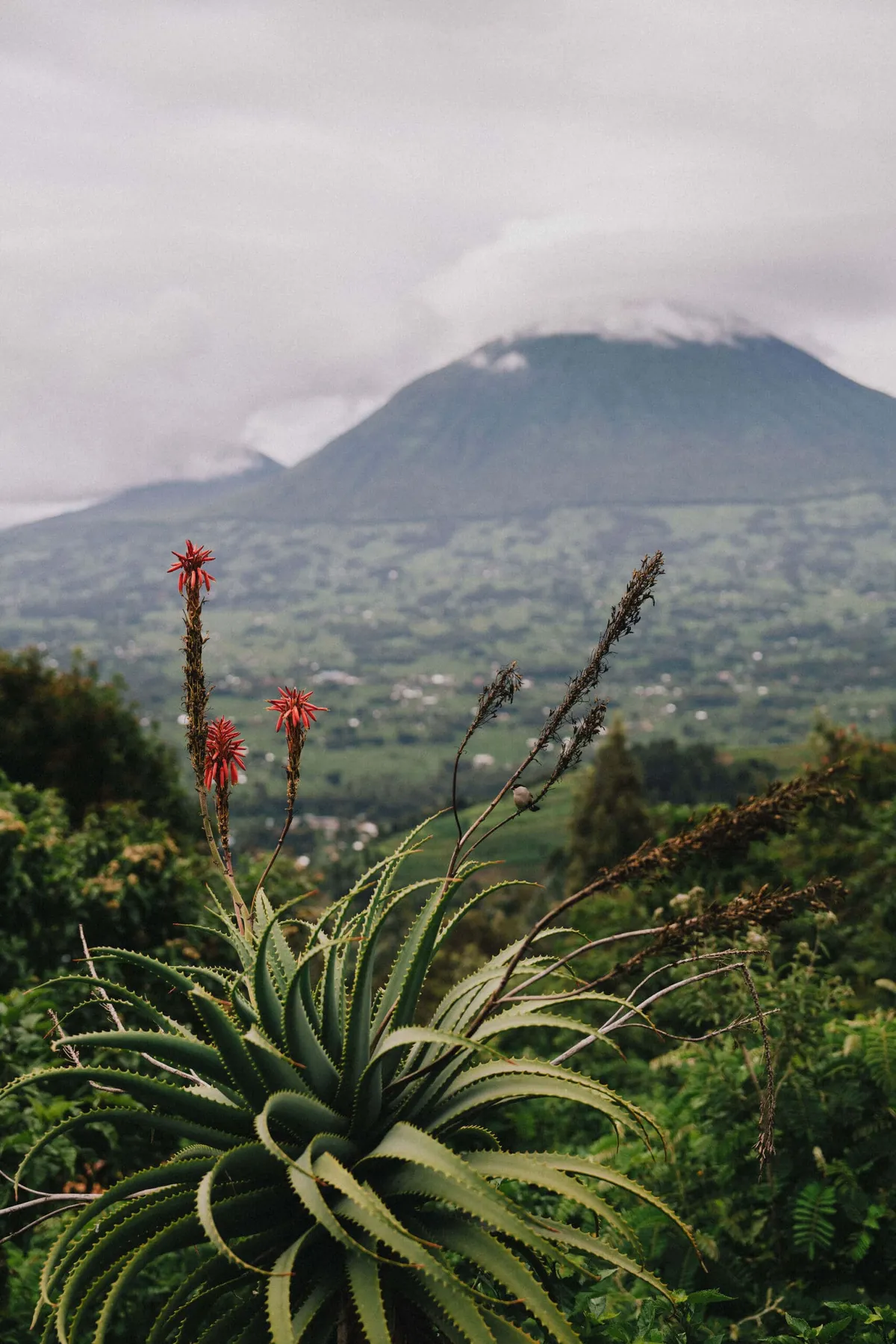 Volcanoes And Aloes Rwanda