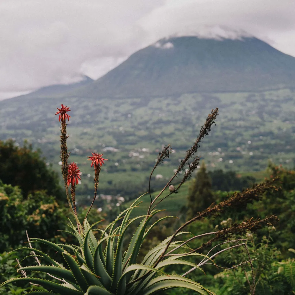 Volcanoes And Aloes Rwanda