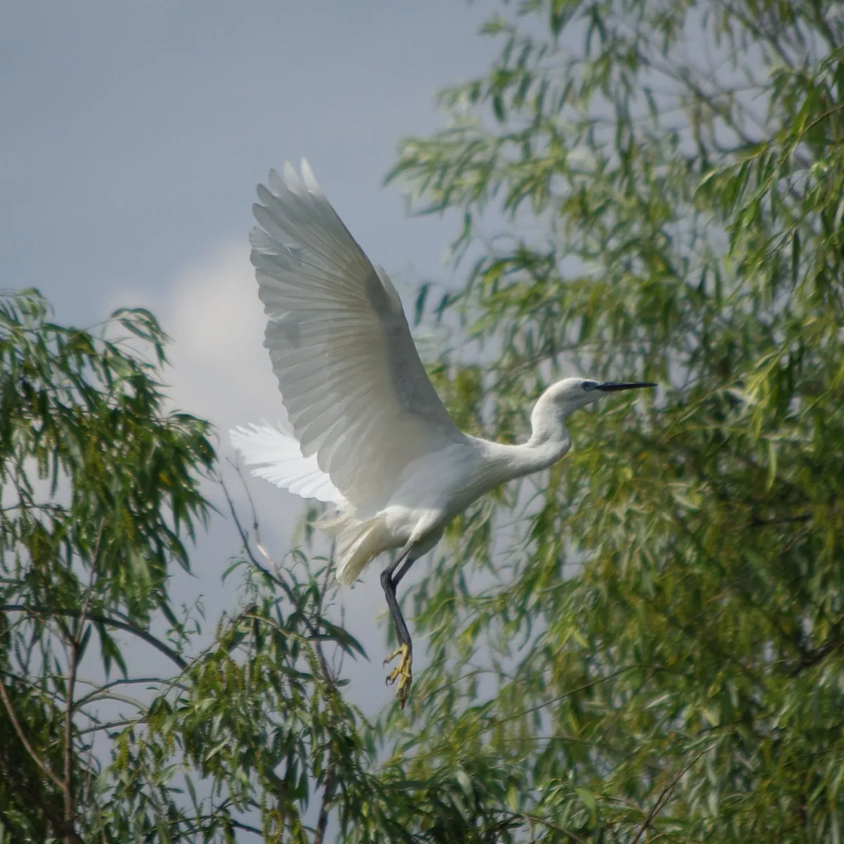 White bird mid flight, Danube Delta, Romania