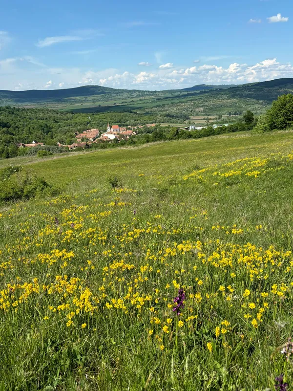 Wildflowers on a hillside in Transylvania, Romania, seen on a Slow Cyclist journey