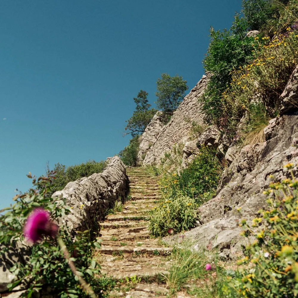 Wildflowers on the stone Vradeto steps where Slow Cyclists walk on a journey in Zagori, Greece.
