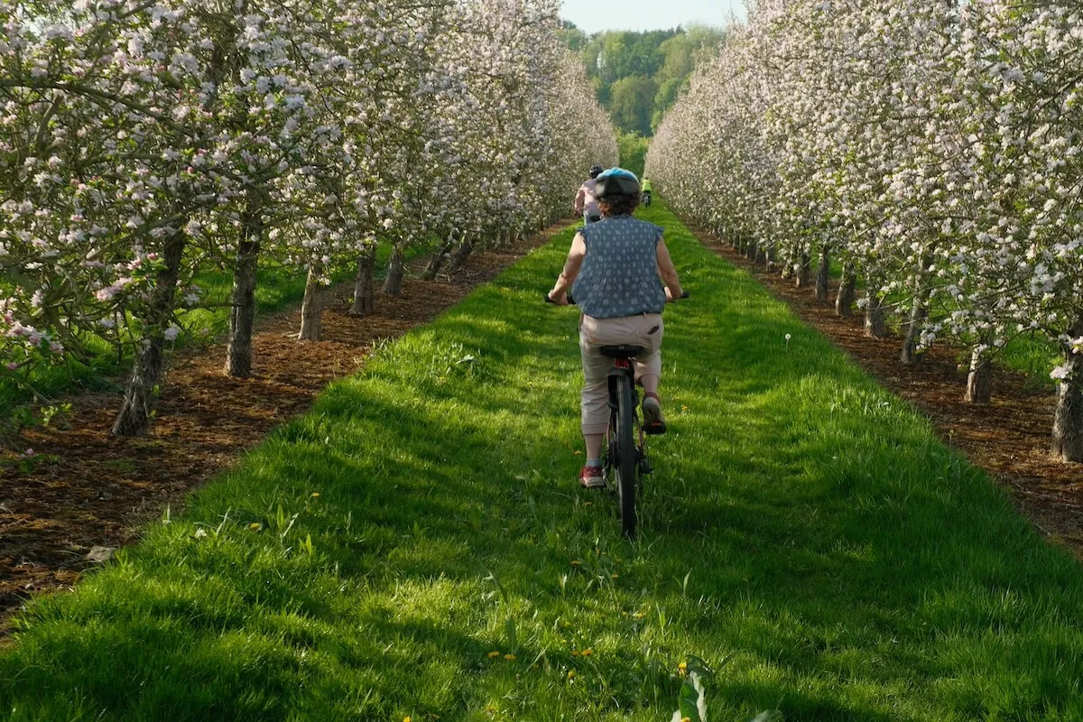 Woman cycling up orchard rows, White Heron Estate, Herefordshire, UK