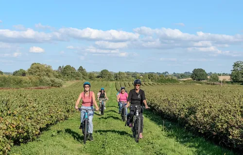 Zoomed in ebiking up blackcurrant rows white heron estate, Herefordshire, UK