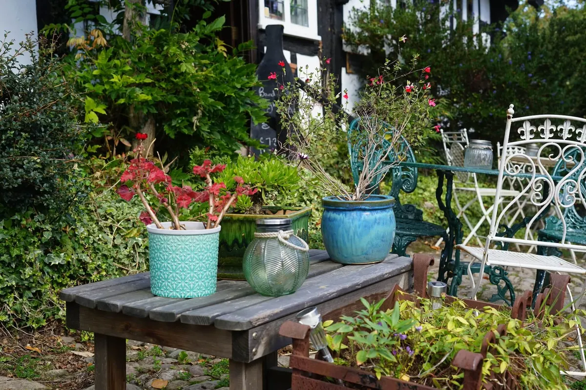 english garden flowers, herefordshire, UK