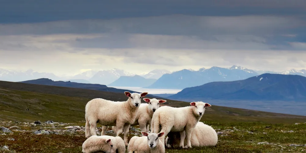 Slow Cyclist Basque guides cycling