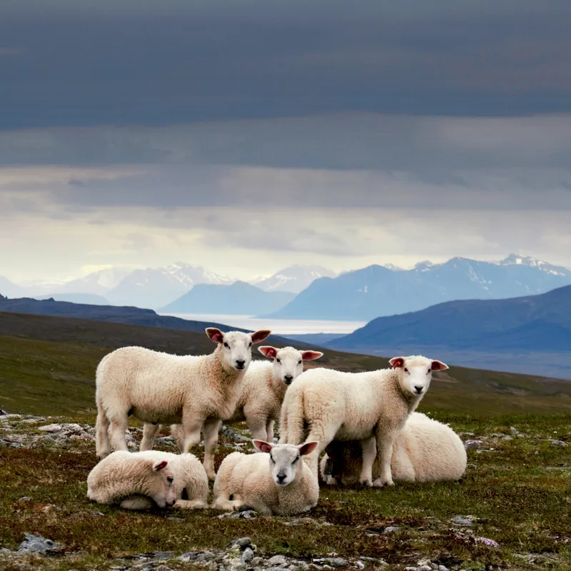 sheep on the mountain of the Vesteralen close to Andenes