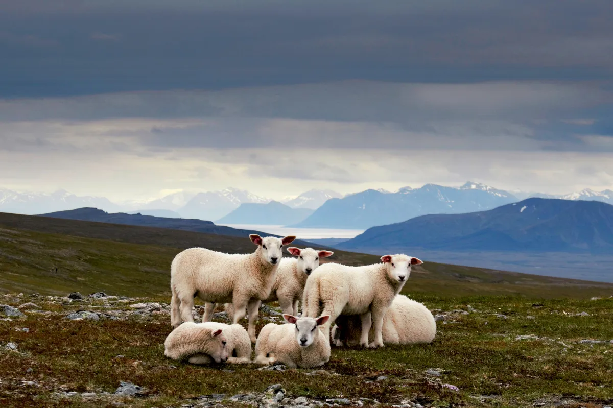 sheep on the mountain of the Vesteralen close to Andenes